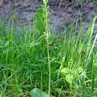 Großes Zweiblatt (Listera ovata)