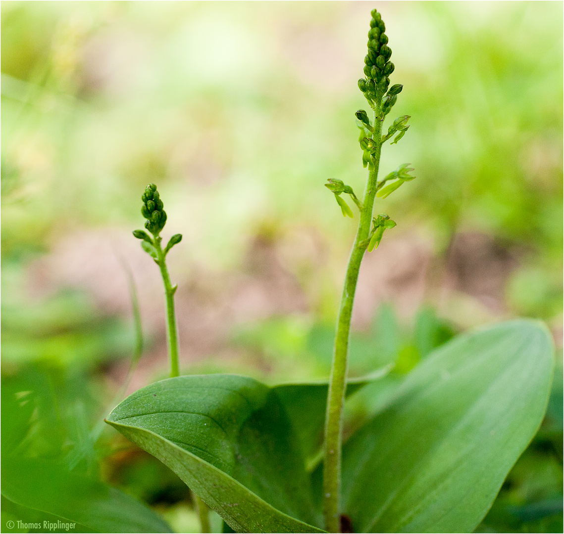 Großes Zweiblatt (Listera ovata).