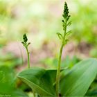 Großes Zweiblatt (Listera ovata).