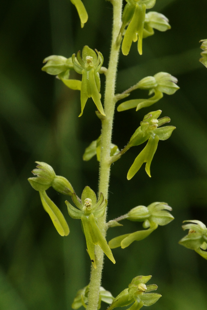 grosses Zweiblatt (Listera ovata)