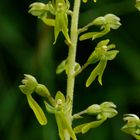 grosses Zweiblatt (Listera ovata)