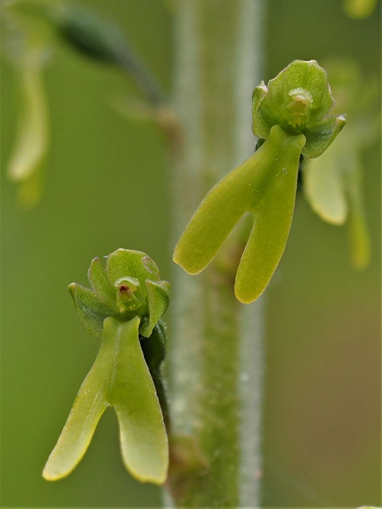 Großes Zweiblatt (Neottia ovata)