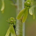 Großes Zweiblatt (Neottia ovata)