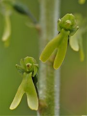 Großes Zweiblatt (Neottia ovata)