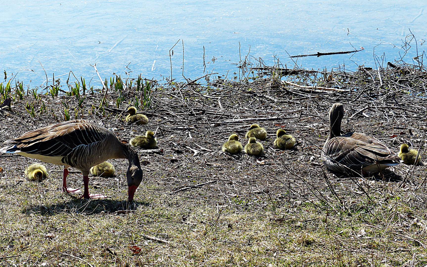 Großfamilie