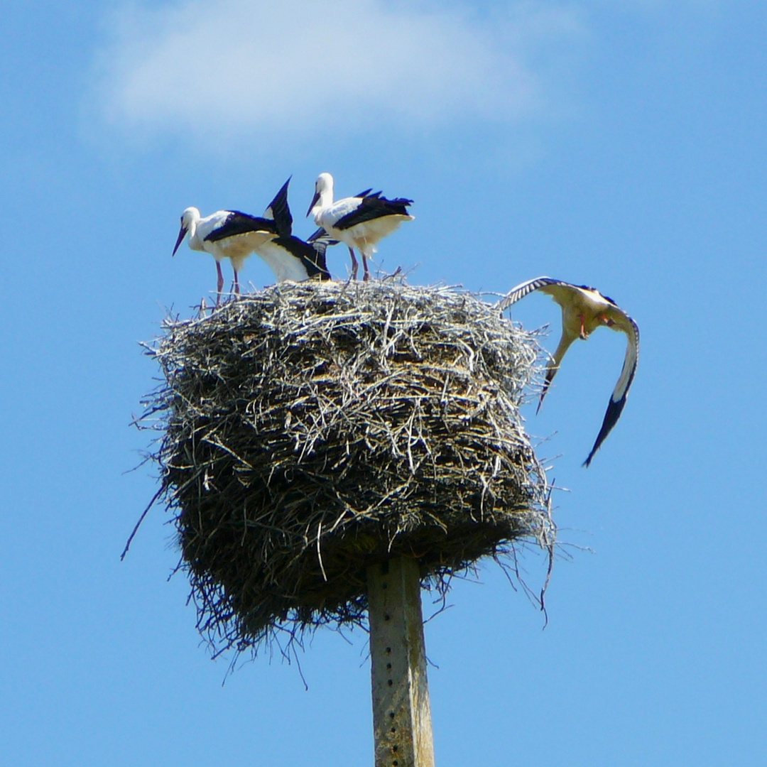 Großfamilie