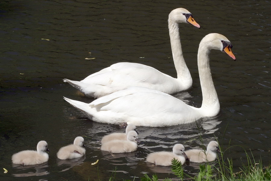 Großfamilie ;-)