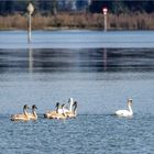 Grossfamilie am Mittagsausflug