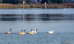 Grossfamilie am Mittagsausflug