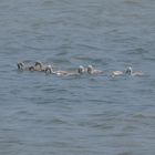 Grossfamilie auf dem Bodensee.