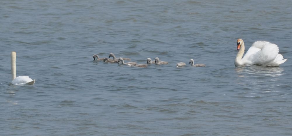 Grossfamilie auf dem Bodensee.