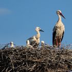 Großfamilie bei den Störchen