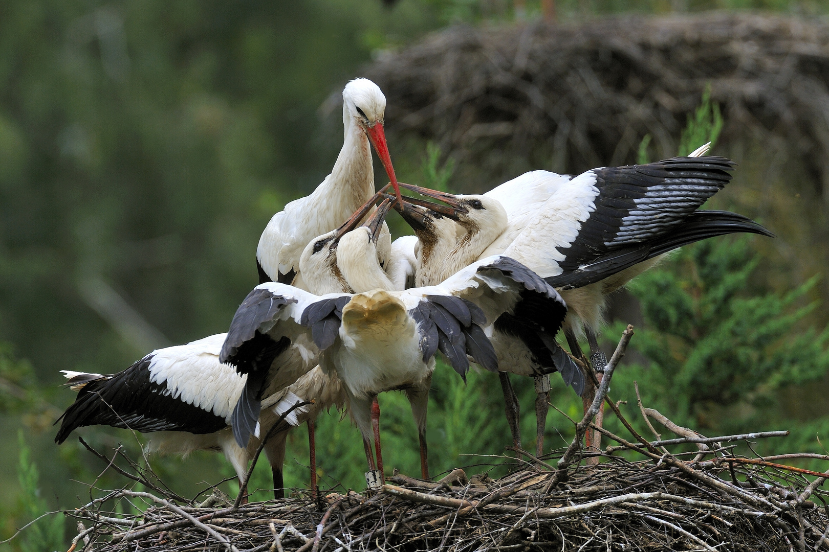 Grossfamilie