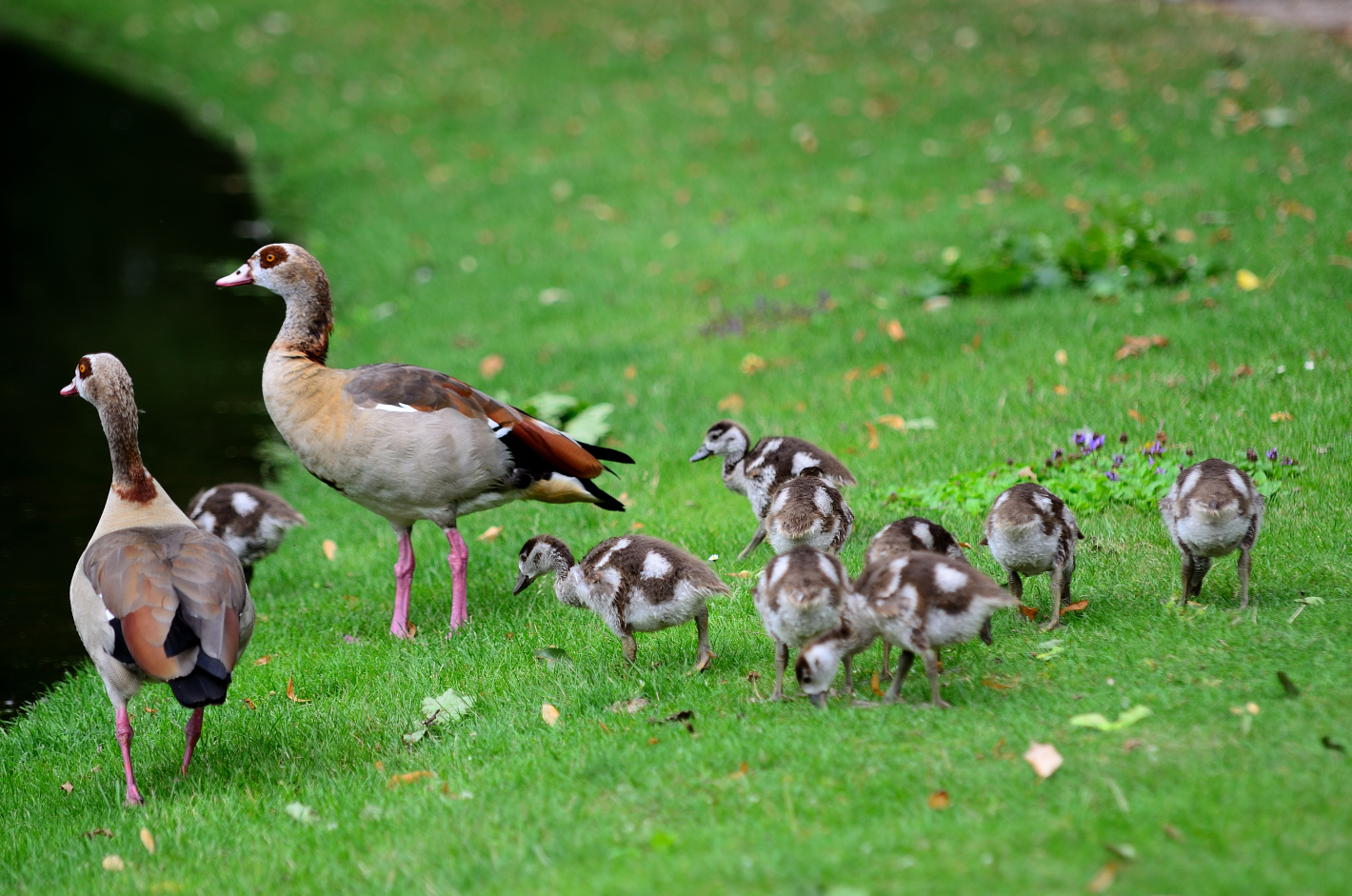 Grossfamilie, extended family, familia extendida