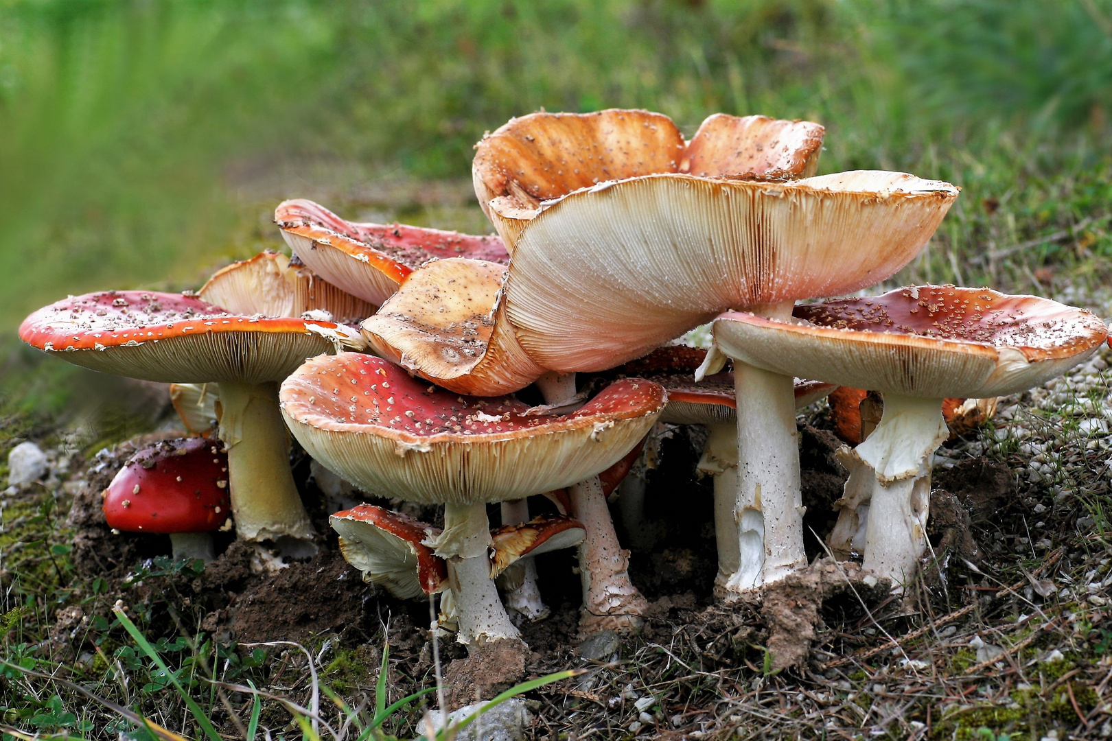 Großfamilie Fliegenpilz