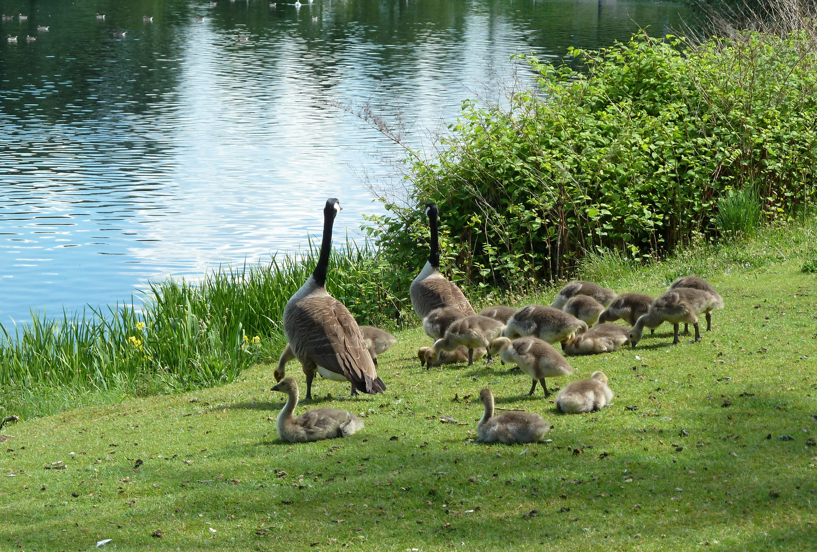 Großfamilie Gans