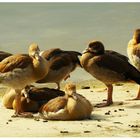 Großfamilie in der Sonne