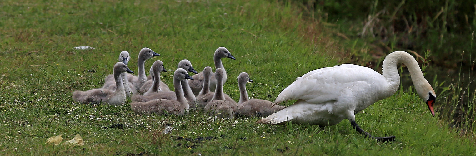 Großfamilie in Küstrin Polen