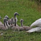 Großfamilie in Küstrin Polen