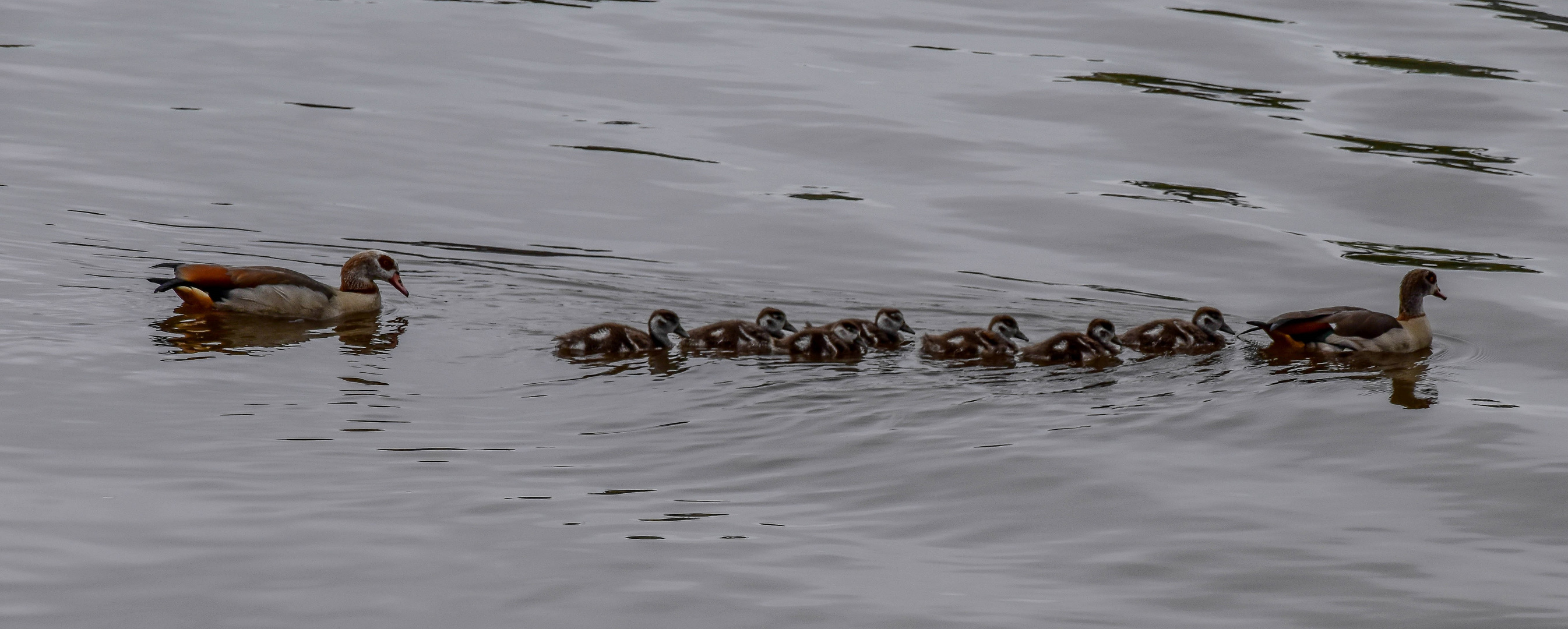 Großfamilie Nilgans ...