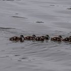 Großfamilie Nilgans ...