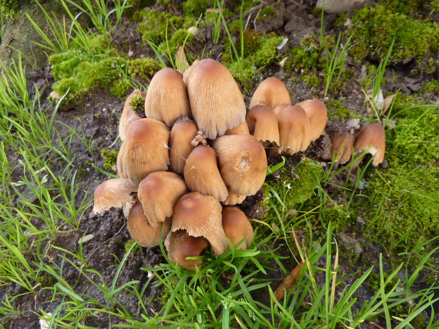 Großfamilie Pilz