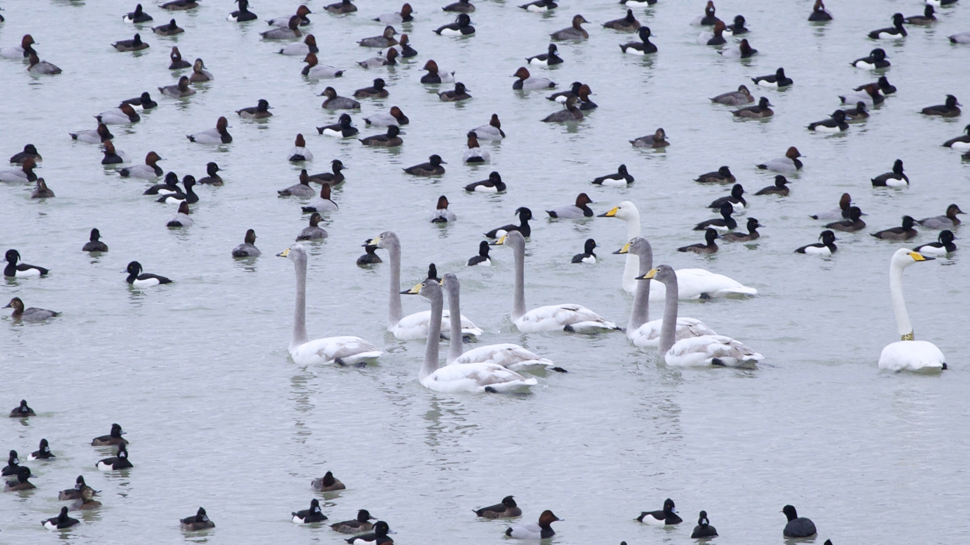 Großfamilie Singschwan