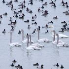 Großfamilie Singschwan