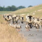 Großfamilie und Community