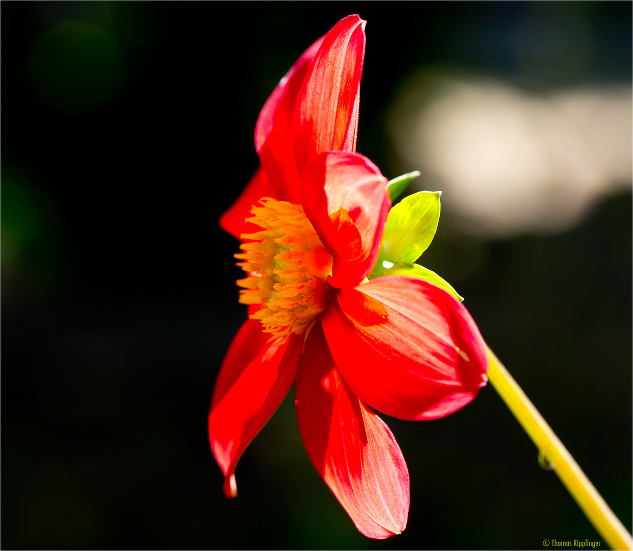 Großfiedrige Dahlie (Dahlia pinnata)