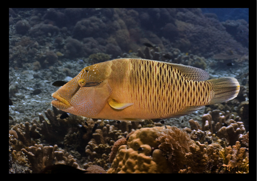 Grossfische - Lippfisch