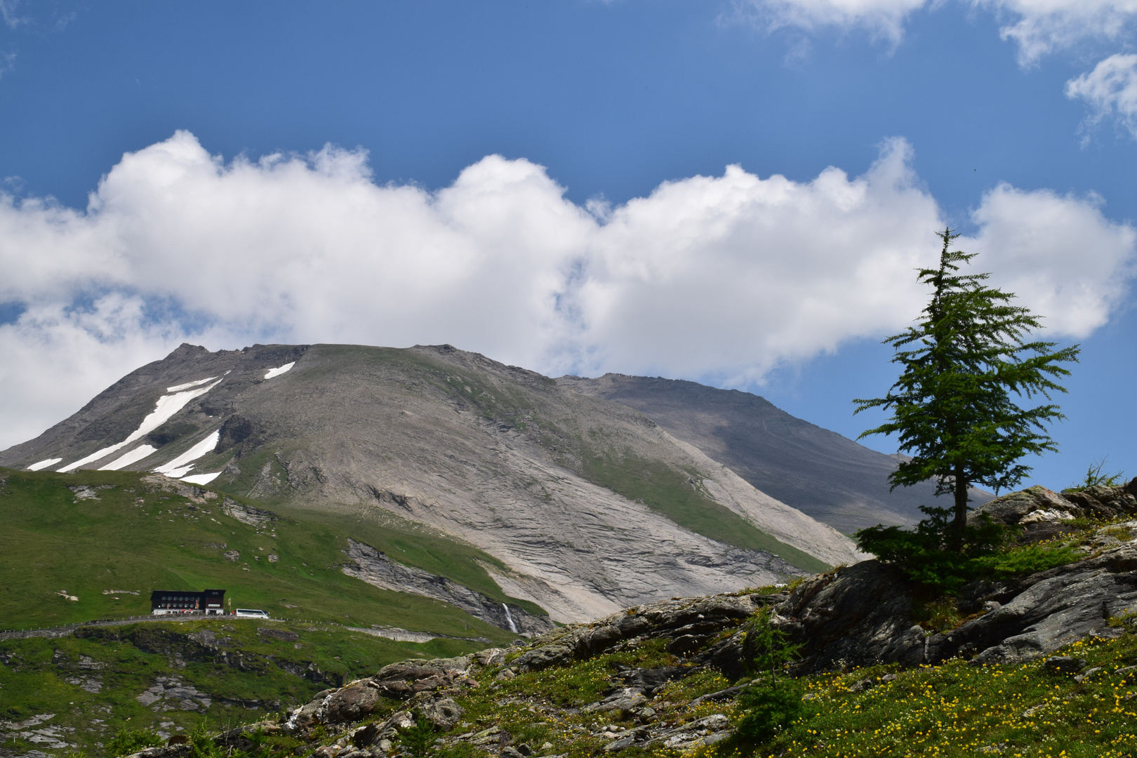 Großglockner einsamer Baum