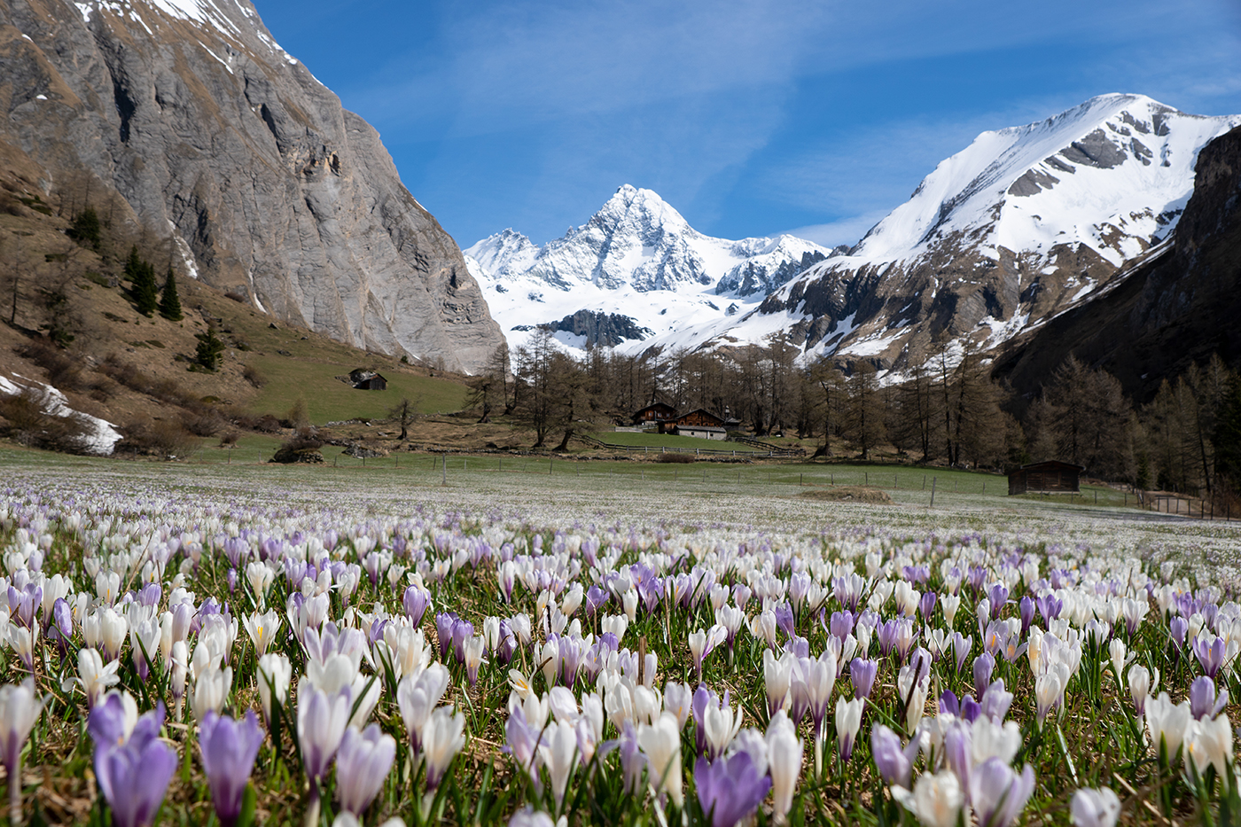 Großglockner mit Krokuswiese