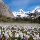 Großglockner mit Krokuswiese