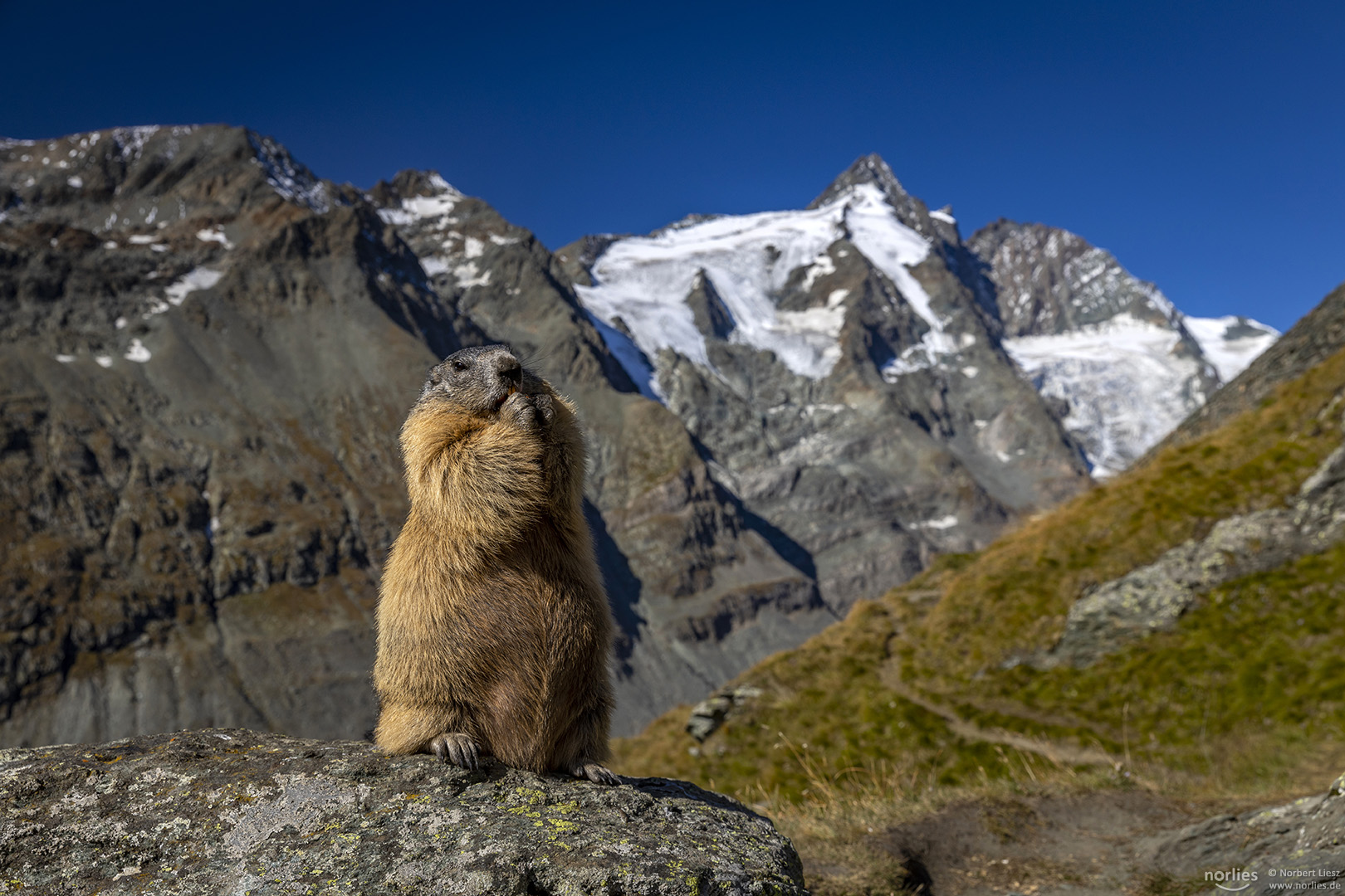 Großglockner Murmeltier