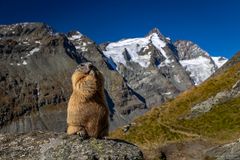 Großglockner Murmeltier