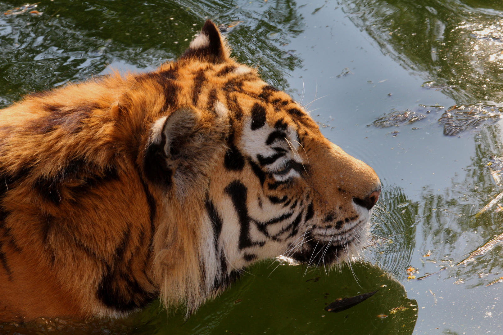 Großkatze am Wasserloch