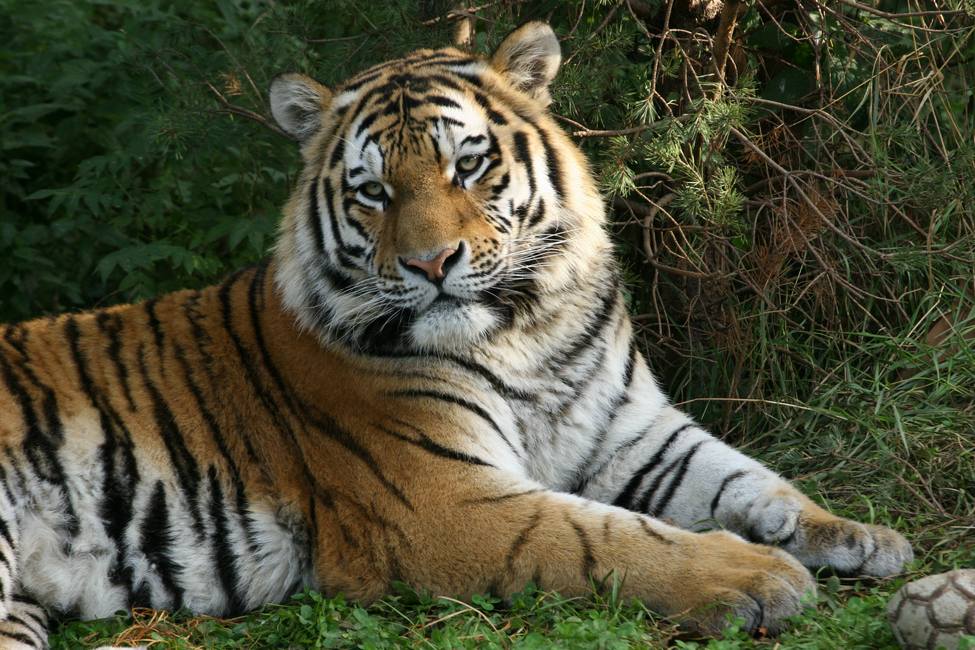 Großkatze im Zoo Leipzig