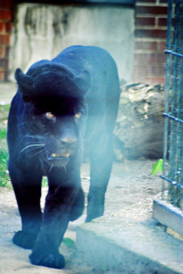 Großkatze Schwarzer Panther