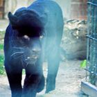 Großkatze Schwarzer Panther