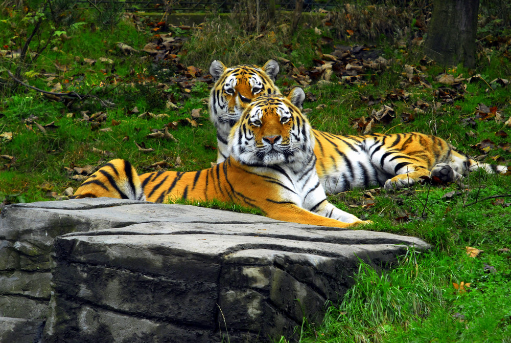 Großkatzen im Wuppertaler Zoo - neues Gehege -