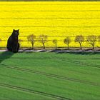 Großkatzenfotografie