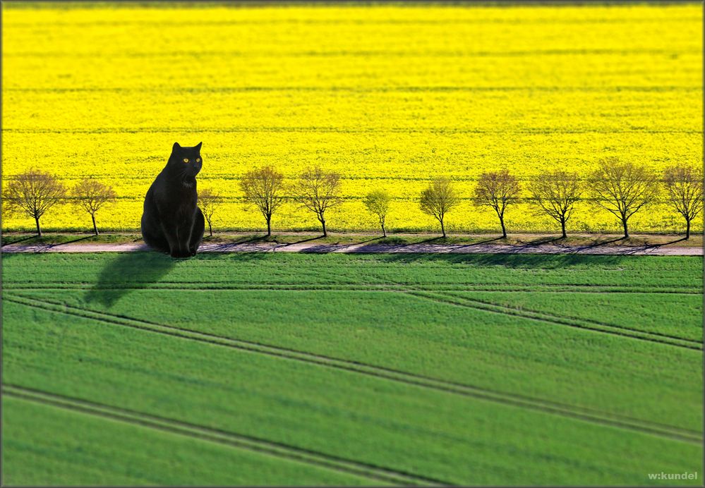 Großkatzenfotografie