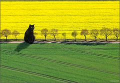 Großkatzenfotografie