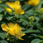 Grosskelchiges Johanniskraut - Hypericum calycinum