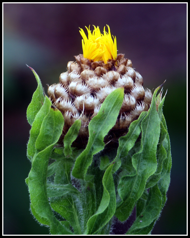 Großköpfige Flockenblume