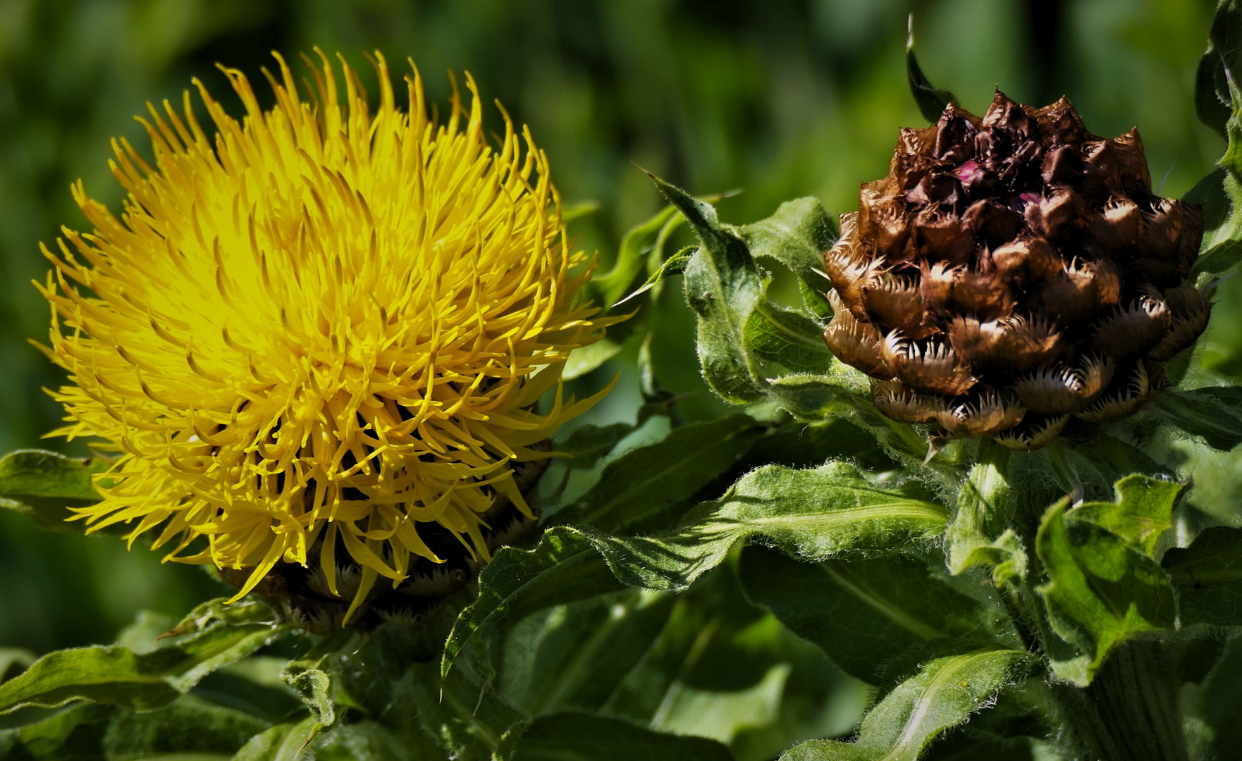 Großköpfige Flockenblume ...