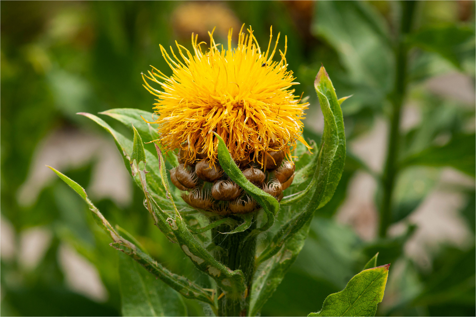 Grossköpfige Flockenblume