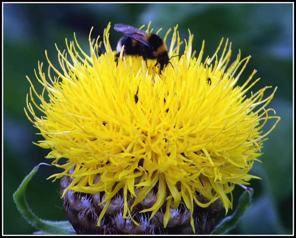 Großköpfige Flockenblume