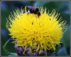 Großköpfige Flockenblume